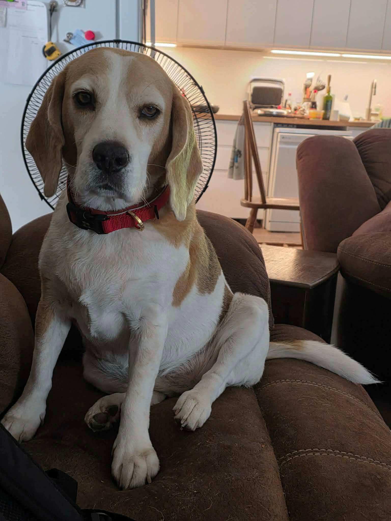 Un perro beagle se sienta en un sofá frente a un ventilador y mira directamente a la cámara. 