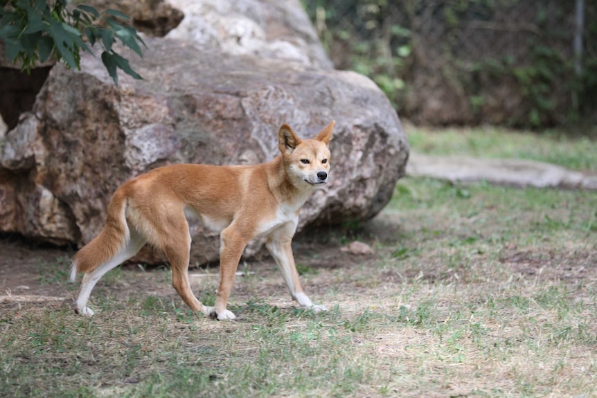 A dingo puppy explores her enclosure.