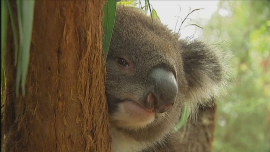 Koala numbers cut by sterilisation