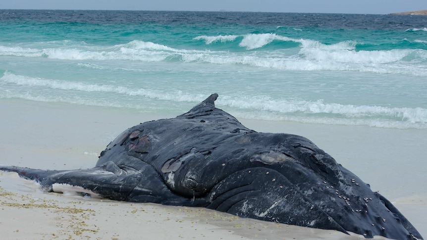 A whale carcass lies washed up on a beach in WA.