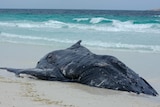 A whale carcass lies washed up on a beach in WA.