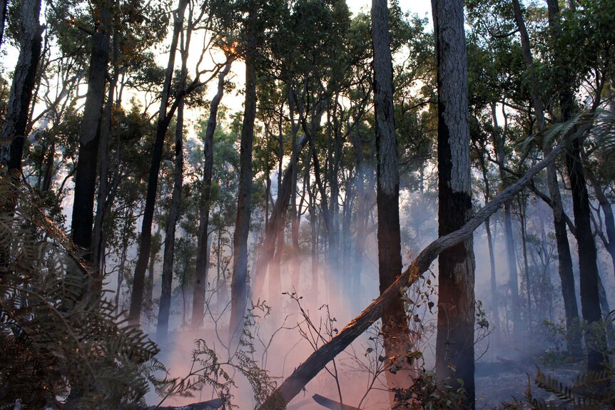 Smoke plumes rise from bushland that is burning.
