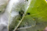 Close up of a tiny insect on a leaf
