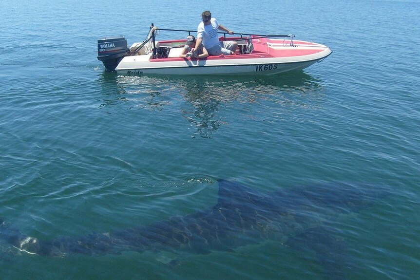 A small boat with two men inside floats near a Great White Shark near Streaky Bay.