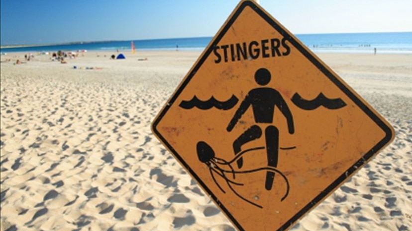 A yellow warning sign indicating there are stinging jelly fish at a beach.