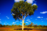 An edited photograph of a eucalyptus tree.