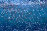 Aerial view of swimmers leaving the water after Dark Mofo nude swim, 2018.