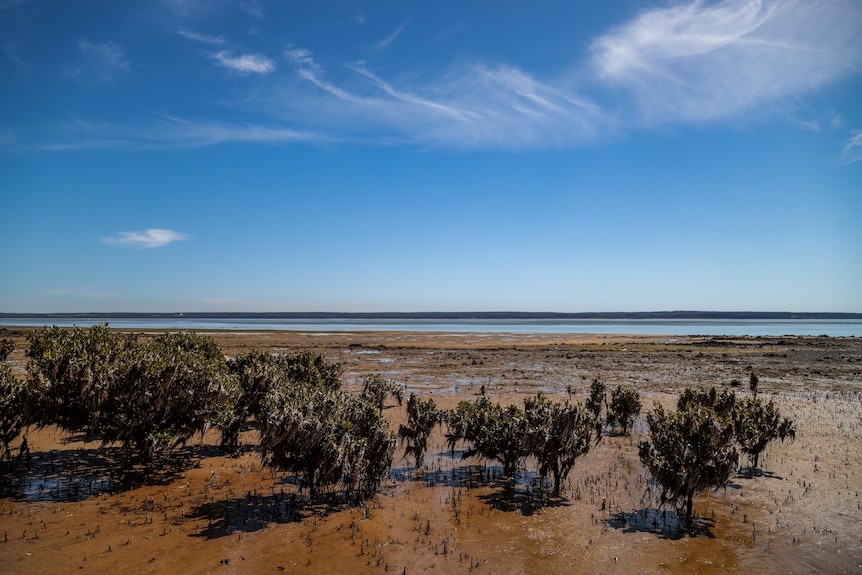 a view of the mangroves on the beach at Corinella