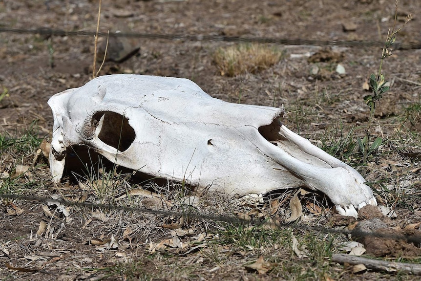 Horse skull at property north of Melbourne