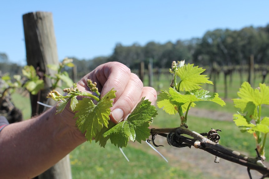 Bud Burst on vines at Pfeiffer Wines in North East Victoria