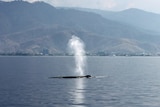 A surfaced blue whale blows with Timor-Leste in the background. 