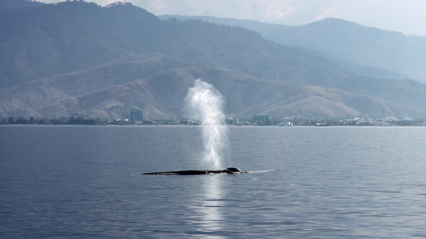 A surfaced blue whale blows with Timor-Leste in the background. 