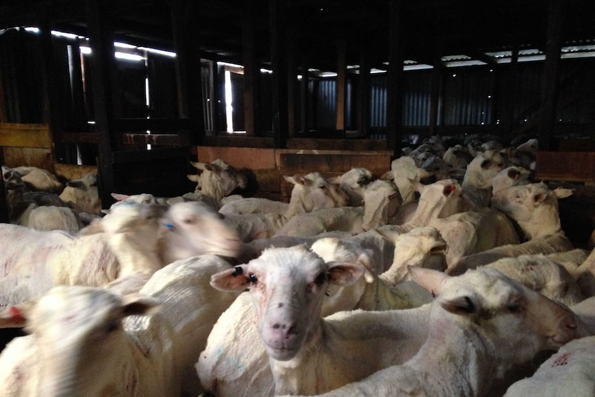 Sheep in a Victorian wool shed