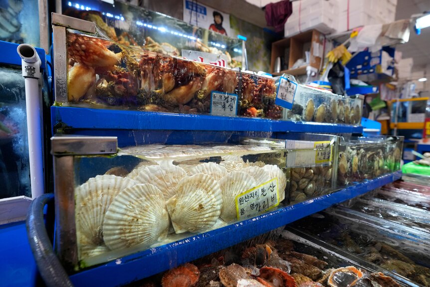 Scallops imported from Japan are on sale at the Noryangjin Fisheries Wholesale Market in Seoul, South Korea.