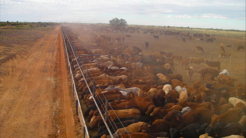 Sekelompok ternak sapi dalam peternakan