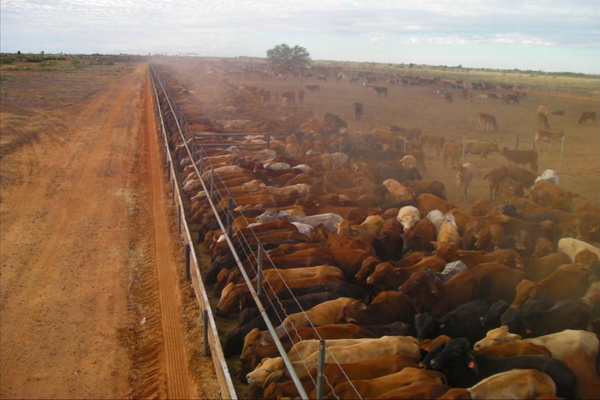 Cattle line up in front of trough image from above.