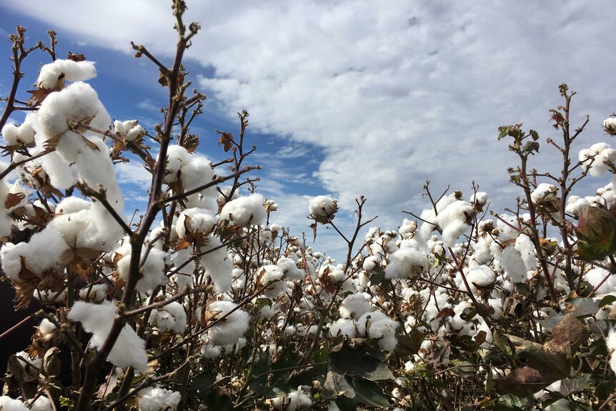 A field of cotton
