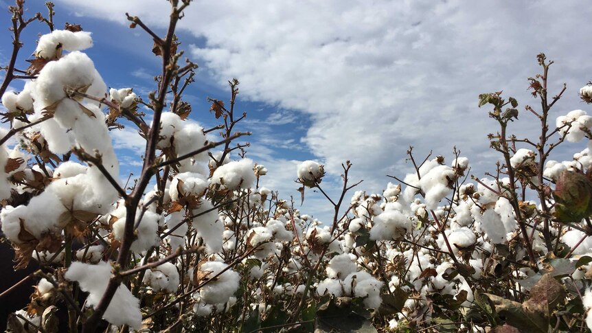 A field of cotton