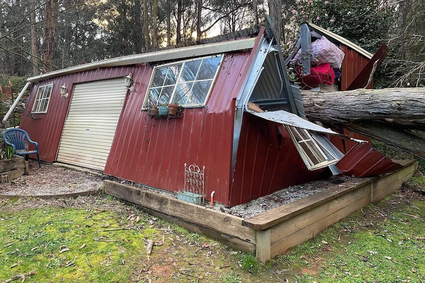 A dark red shed crushed by a tree during the day.