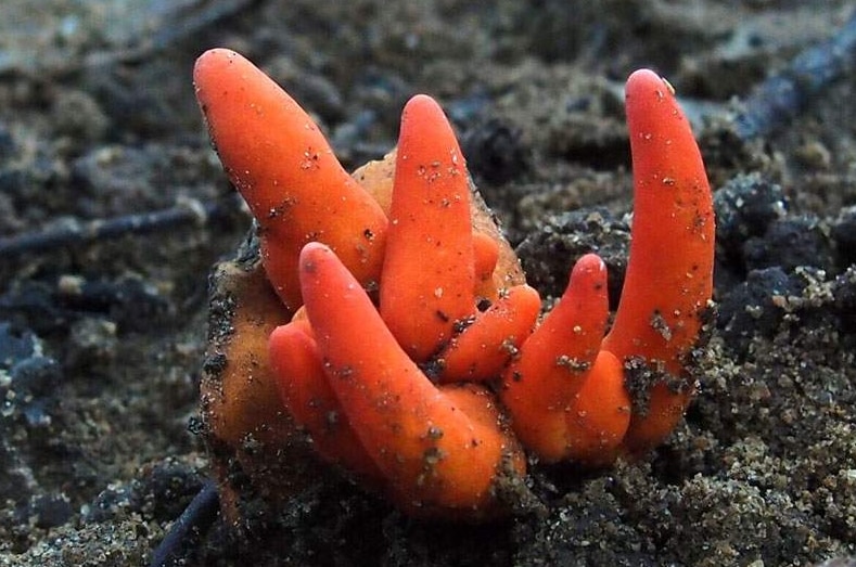 Close up image of bright orange fungi, the Poison Fire Coral.
