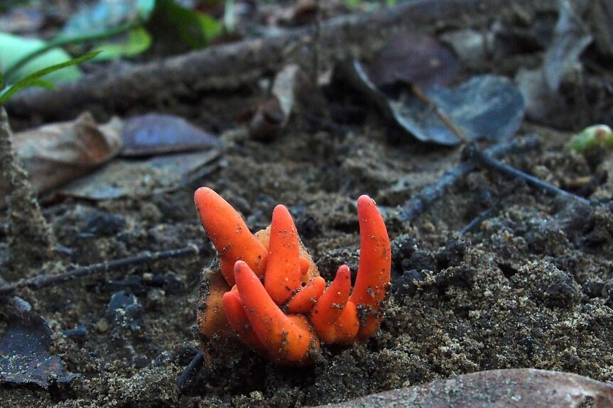 Close up image of bright orange fungi, the Poison Fire Coral.