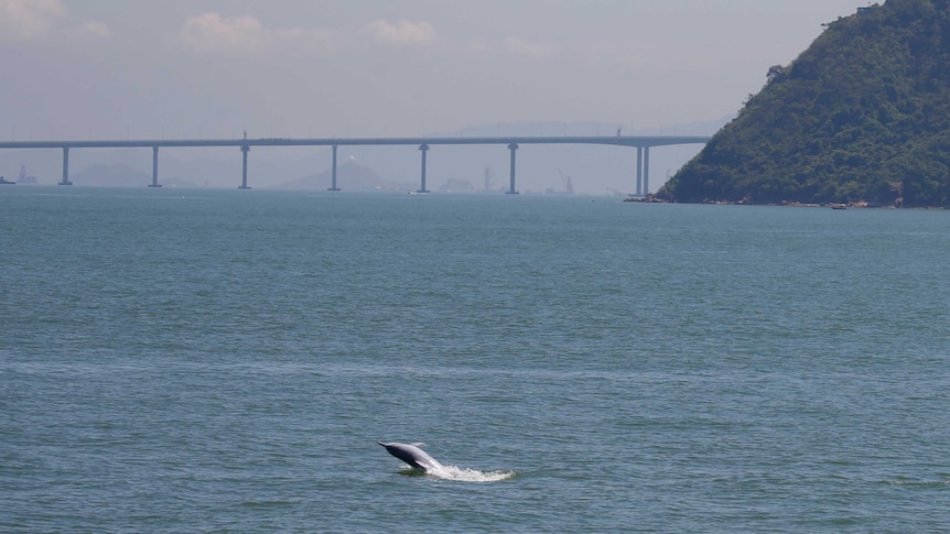 A white dolphin jumps out of the sea in front of the Hong Kong-Zhuhai-Macau bridge.