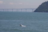A white dolphin jumps out of the sea in front of the Hong Kong-Zhuhai-Macau bridge.