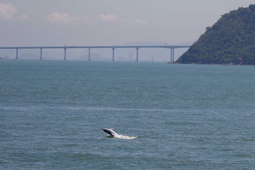 White dolphin jumping out the sea