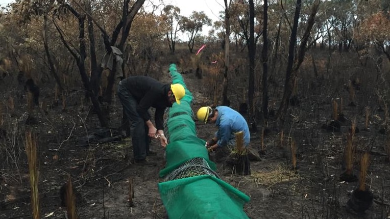 Researchers building a refuge for small mammals in a fire-affected area.