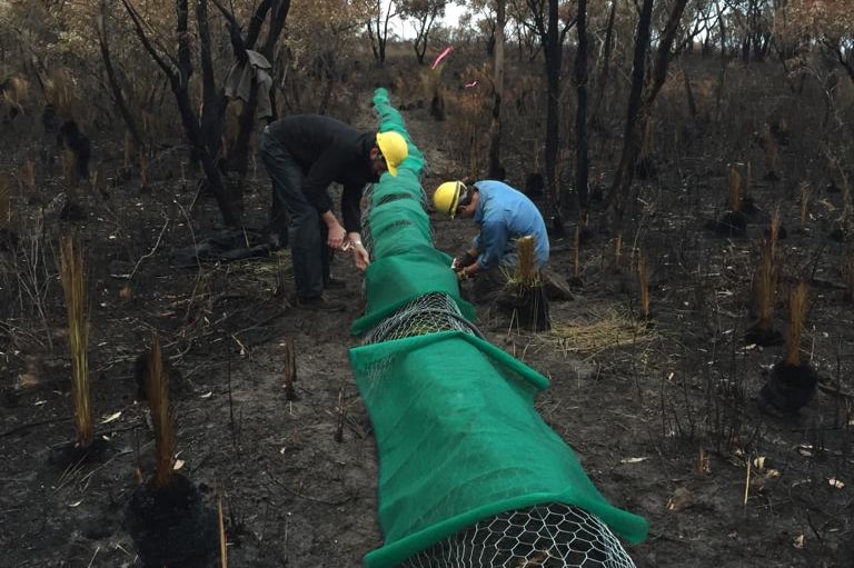 Researchers building a refuge for small mammals in a fire-affected area.