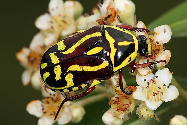Close up on a black and yellow patterned beetle nestled on a flower.