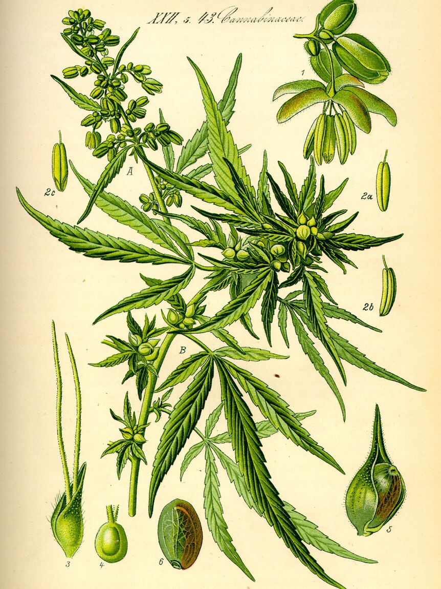 A colour botanical illustration of plant parts of Cannabis sativa