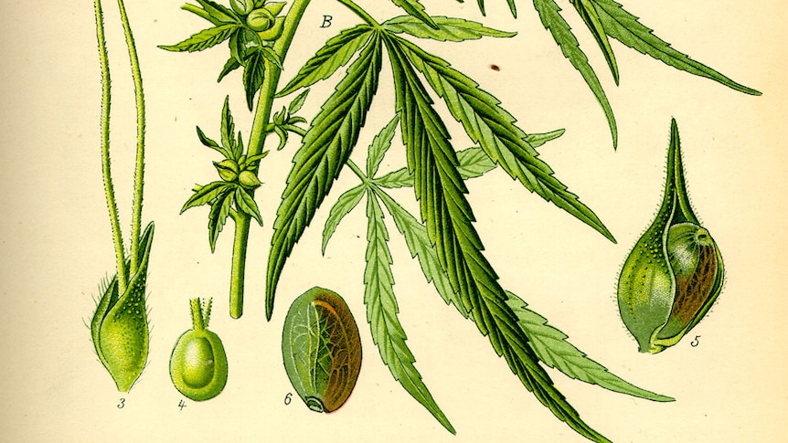 A colour botanical illustration of plant parts of Cannabis sativa