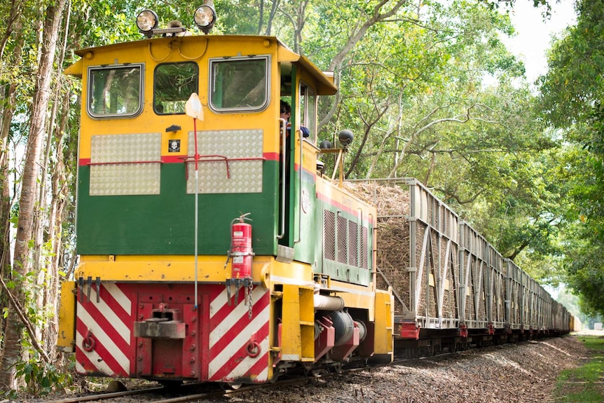 A yellow and green locomotive pulls dozens of cane bins full of harvested sugar cane along a railway lined by trees.