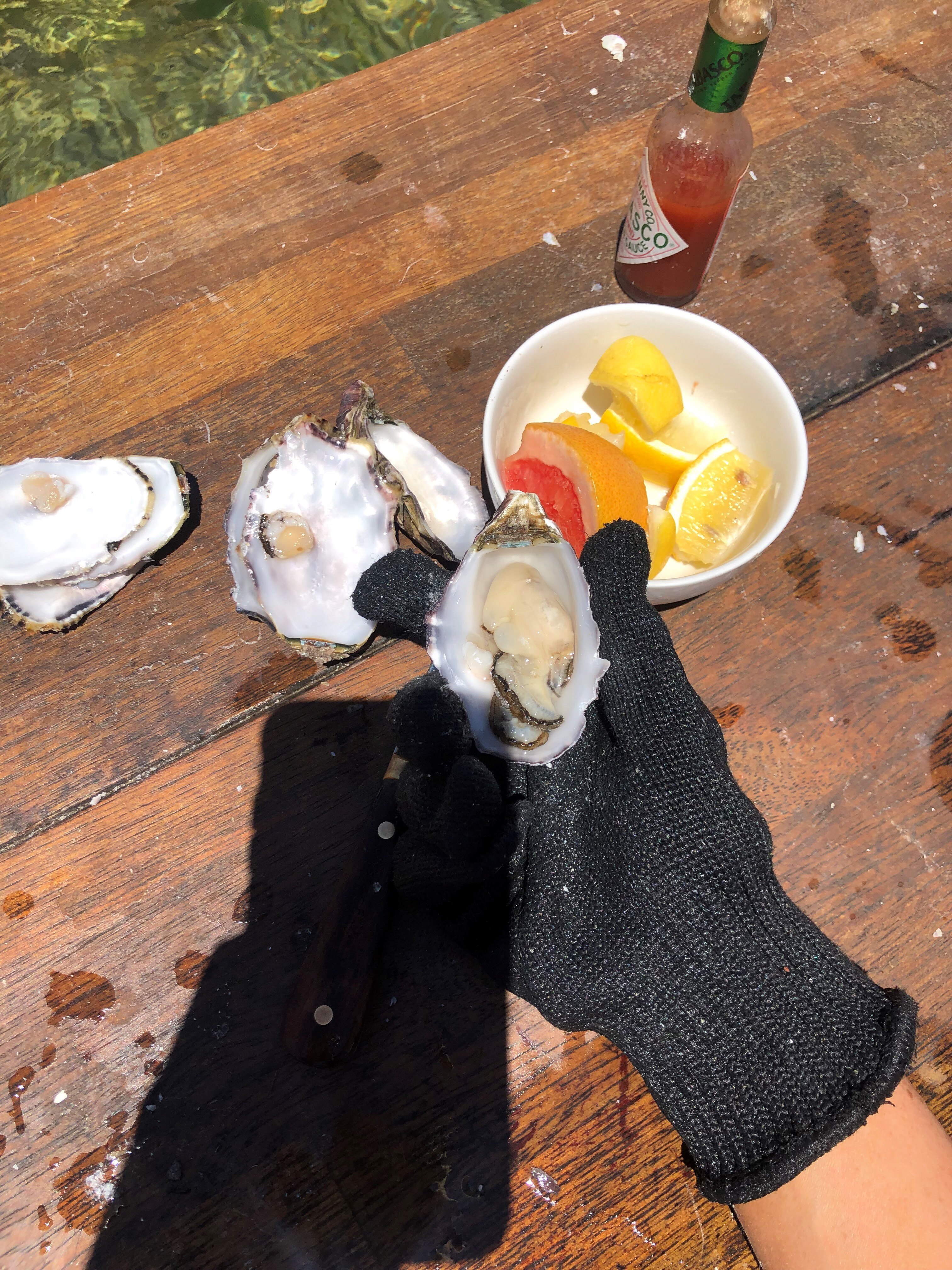 Oyster trading freeze at Coffin Bay after bacteria linked to food