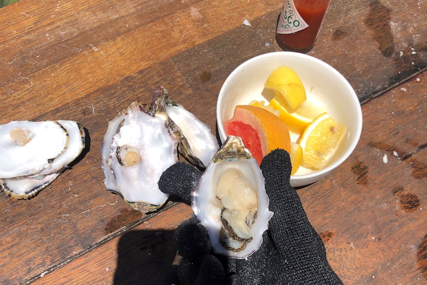 Oysters on a table at Coffin Bay. 