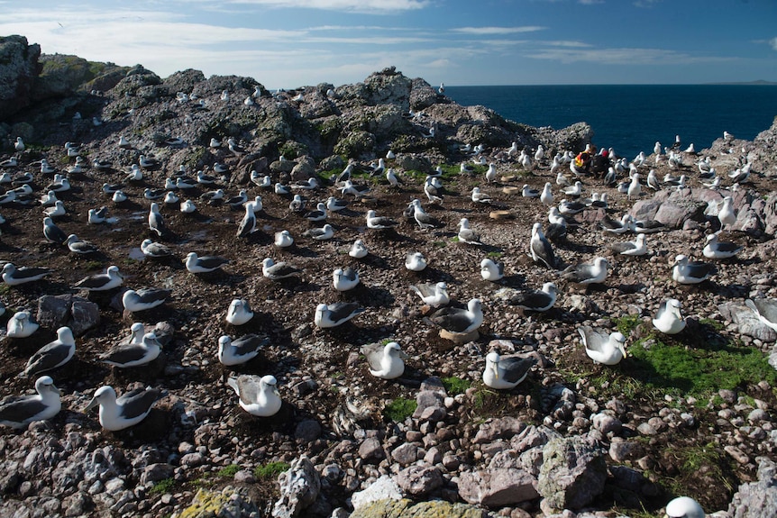 Nesting shy albatross on Albatross Island.