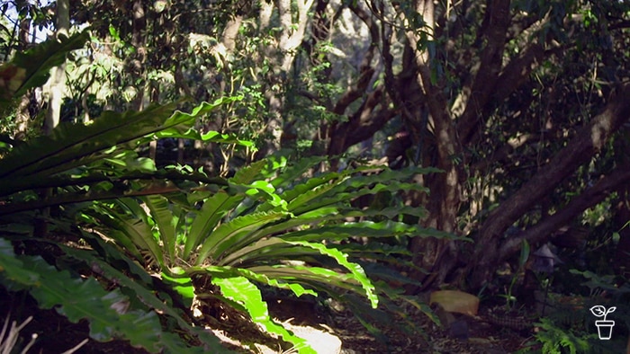 Shaded garden filled with ferns and rainforest plants