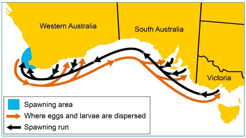 a diagram of herring migration from WA to Victoria