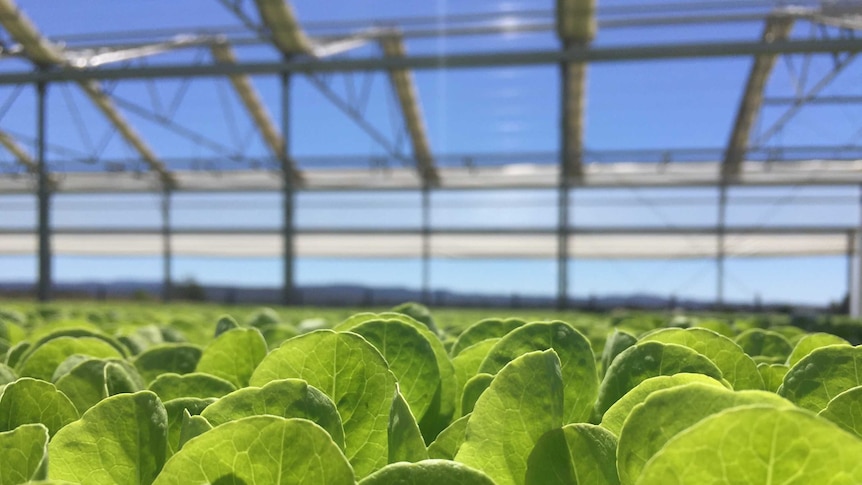 Lettuce growing underneath a nursery