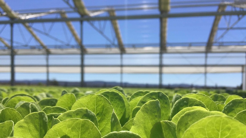 Lettuce growing.