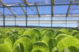 Lettuce growing underneath a nursery