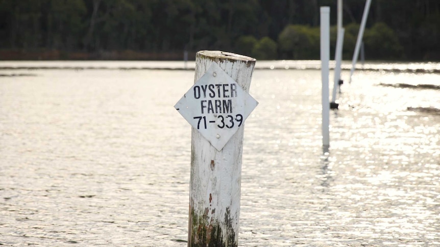 A faded, white oyster farm sign sits out on the water.