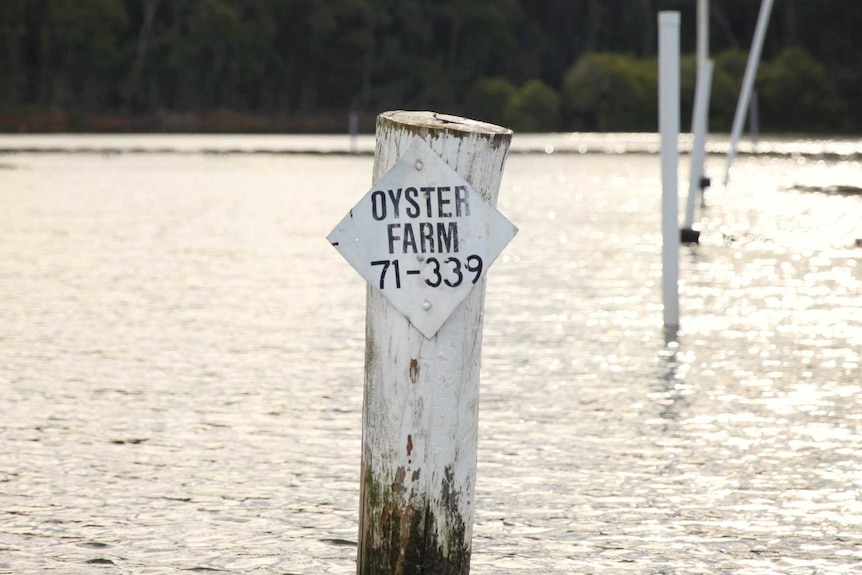 A faded, white oyster farm sign sits out on the water.