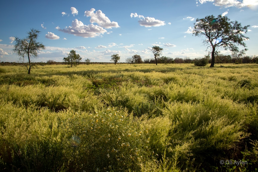 Green grasses