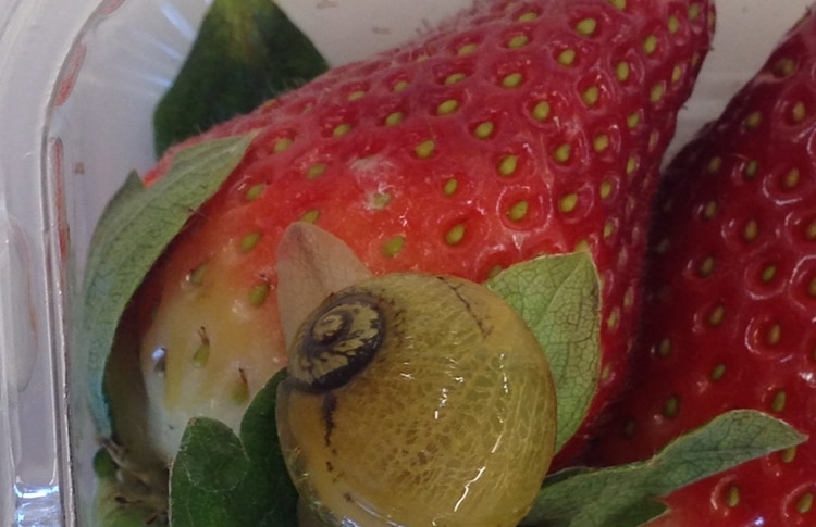 Green snail found on WA strawberries sent to Tasmania.