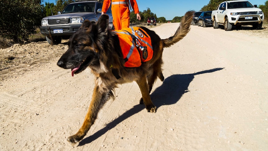 Search dog Sullie sets off on his assessment.