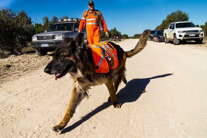 Search dog Sullie sets off on his assessment.