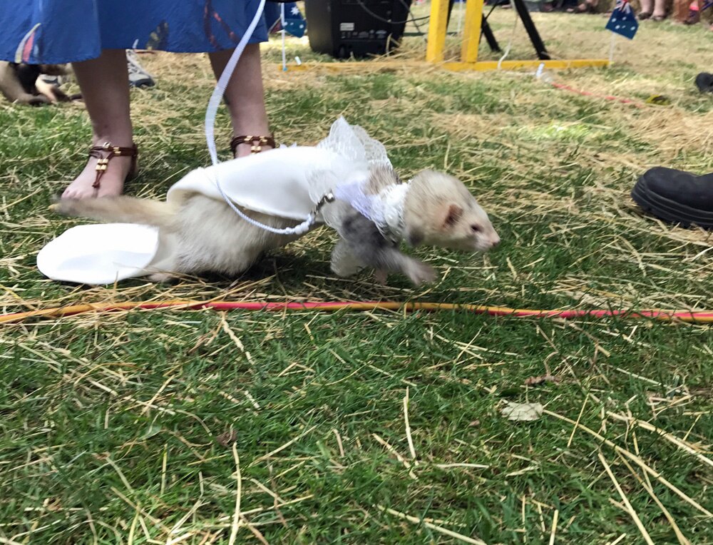 Australia Day Ferrets compete for top 400 prize in Tasmanian races