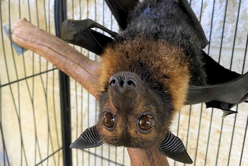 A bat hangs upside down in a cage.
